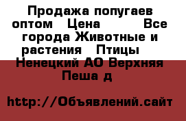 Продажа попугаев оптом › Цена ­ 500 - Все города Животные и растения » Птицы   . Ненецкий АО,Верхняя Пеша д.